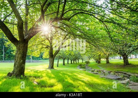 Summer time in Hurd Park, Dover, New Jersey with green cherry trees Stock Photo