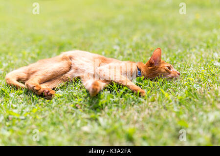 Ginger tabby cat in grass on a warm summer evening Stock Photo
