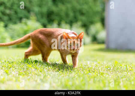 Ginger tabby cat in grass on a warm summer evening Stock Photo