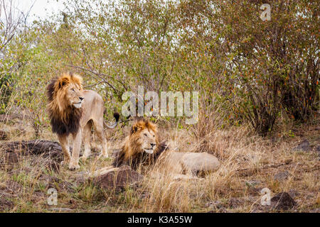 Pair of adult male Mara lions (Panthera leo) in scrubland, Masai Mara, Kenya Stock Photo