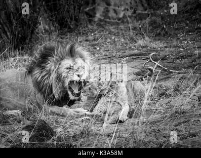 Male Mara lion (Panthera leo) playfully growls as he interacts with his family of cute young lion cubs, Masai Mara, Kenya, in monochrome Stock Photo