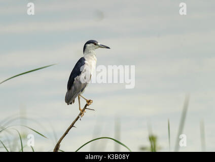 Black-crowned Night Heron (Nycticorax  nycticorax) perched on branch besid, Lake Chapala, Jalisco, Mexico Stock Photo