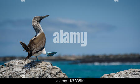 Blue Footed Boobies Dancing on the rocks Stock Photo