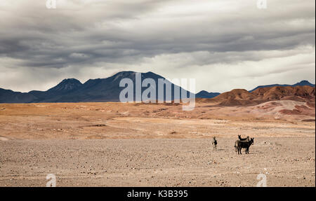 Wild donkeys in the desert, volcanoes, Andean highlands, San Pedro de Atacama, El Loa province, Antofagasta region Stock Photo