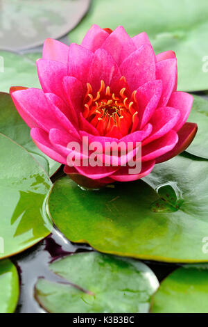 Water lily (Nymphaea), pink flower, Germany Stock Photo