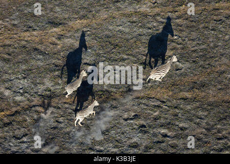 Eququs Plains zebra (Equus quagga), Moremi Game Reserve, Okavango Delta ...