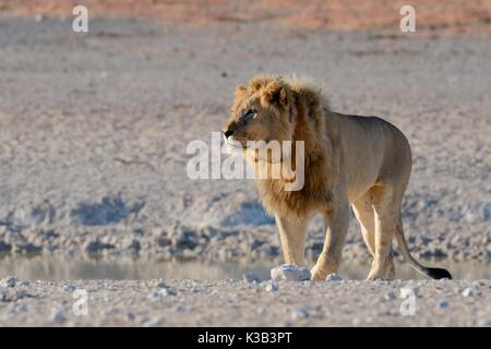 African lion (Panthera leo) at a waterhole, with tracking collar, Etosha Nationalpark, Namibia