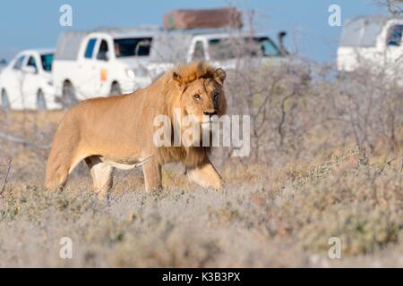 African lion (Panthera leo), adult male walking, tourist vehicles behind, Etosha National Park, Namibia