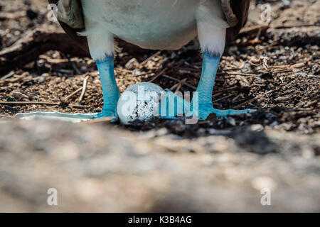 Male Blue-footed booby guarding its egg Stock Photo