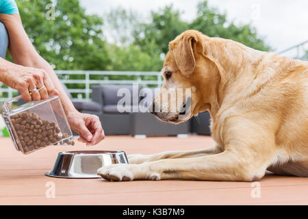 woman gives her labrador the dog food in a feeding bowl Stock Photo