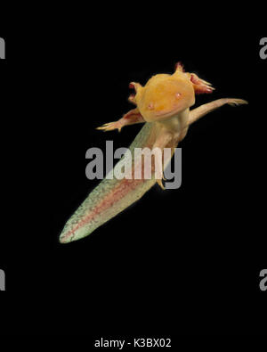 Axolotl Stock Photo