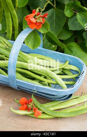 Phaseolus coccineus, runner bean, scarlet runner, 'Lady Di' Stock Photo