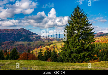 magnificent mountainous landscape in autumn. big spruce tree in front of mixed forest with red foliage. great sunny weather with gorgeous clouds on a  Stock Photo