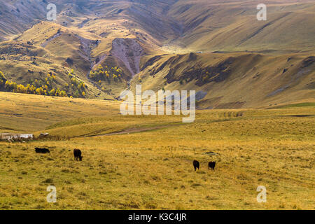 Autumn mountain landscape: hill slopes covered by dry plants and trees with yellow and green foliage, valley with cows pasturing and mountains in fog  Stock Photo