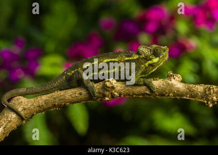 Von Hohnels chameleon (Trioceros hoehnelii) on branch, Nairobi, Kenya Stock Photo