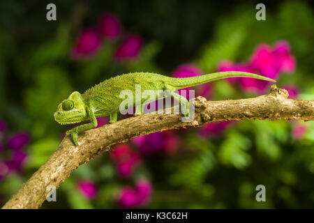 Von Hohnels chameleon (Trioceros hoehnelii) on branch, Nairobi, Kenya Stock Photo