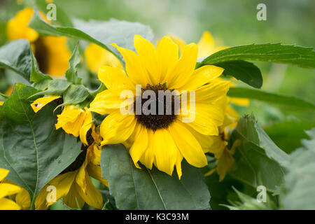 Sunflower in bloom Stock Photo