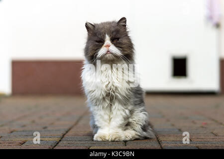 Dirty and sick homeless cat Persian breed Stock Photo - Alamy