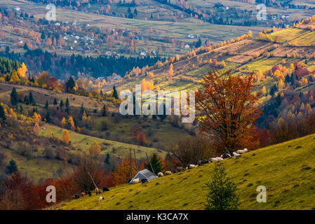 herd of sheep on hillside meadow in autumn. beautiful rural scenery with village in a distance viewed from top of a hill Stock Photo