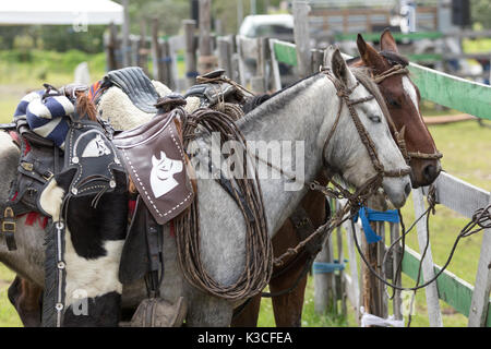 May 27, 2017 Sangolqui, Ecuador: closeup details of saddled up horses in the Andes area Stock Photo