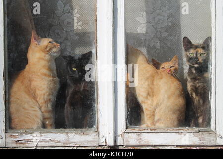 nice big family of kitties different colors, kinds and ages sit on window warms under summer sun Stock Photo