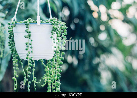 string of pearls succulent plant hanging in a greenhouse, symbolizing calm and serenity Stock Photo