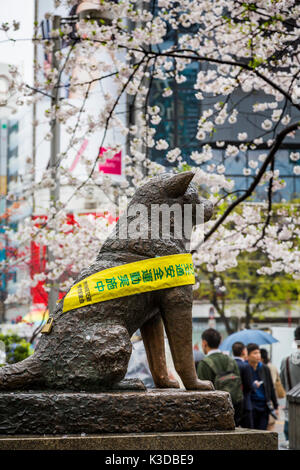 The Hachiko dog bronze statue near the Shibuya train ...
Hachiko Statue At The Train Station