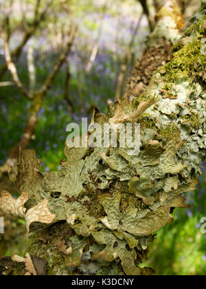 Lobaria Pulmonaria lichen growing on forest tree branch in silver birch woodland. Scotland, UK. Stock Photo