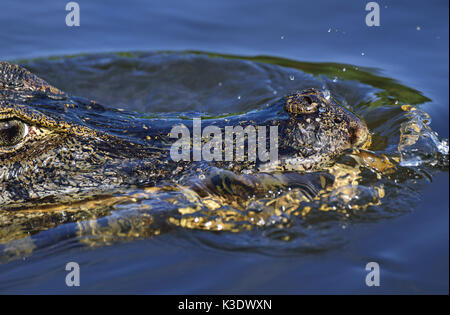 Brazil, Pantanal, swimming cayman, Caiman yacare, medium close-up, detail, Stock Photo