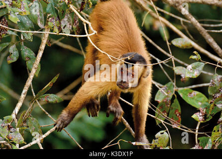 Brazil, Pantanal, capuchin monkey, Cebus apella, climbs in the treetop, Stock Photo