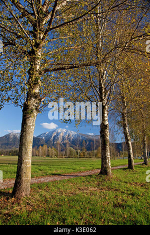 Lake behind birches Stock Photo - Alamy