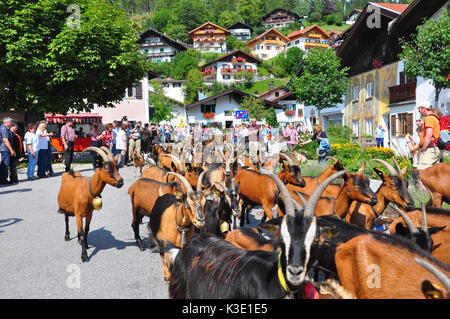 Germany, Bavaria, Mittenwald, bringing down goats from mountain pastures, Stock Photo