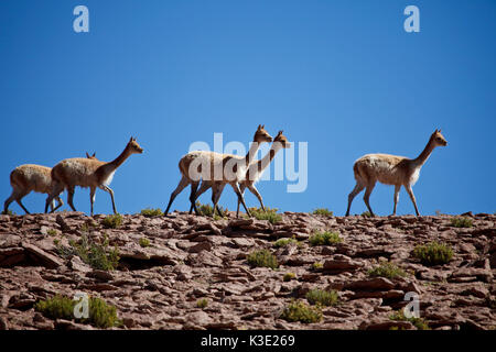 Chile, the North, Andines highland, Vicunas, Stock Photo