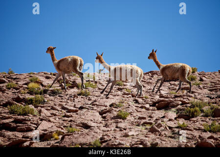 Chile, the North, Andines highland, Vicunas, Stock Photo