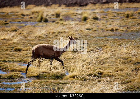 Chile, the North, Andines highland, Vicuna, Stock Photo