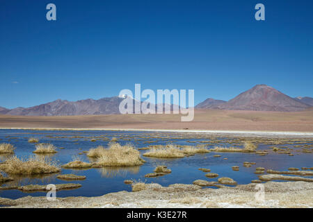 Chile, the North, Andines highland, lagoon, volcanoes, Ichu grass, Stock Photo