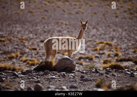 Chile, the North, Andines highland, Vicuna, Stock Photo