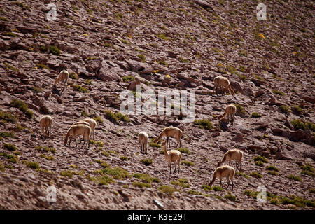 Chile, the North, Andines highland, Vicunas, Stock Photo