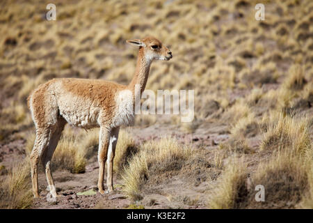 Chile, the North, Andines highland, Ichu grass, Vicuna, Stock Photo