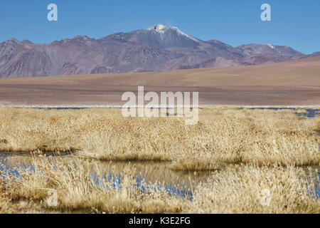 Chile, the North, Andines highland, lagoon, volcanoes, Ichu grass, Stock Photo