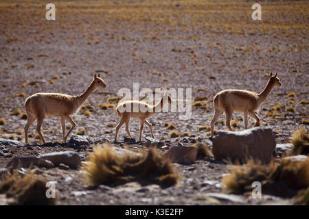 Chile, the North, Andines highland, Vicunas, Stock Photo