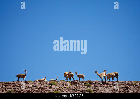 Chile, the North, Andines highland, Vicunas, Stock Photo