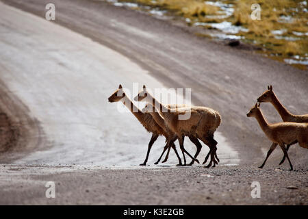 Chile, the North, Andines highland, Vicunas, Stock Photo