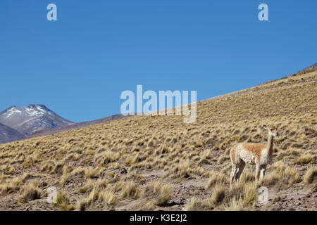 Chile, the North, Andines highland, volcano, Ichu grass, Vicuna, Stock Photo