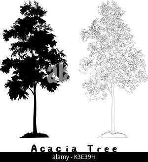 Acacia tree silhouette, contours and inscriptions Stock Vector