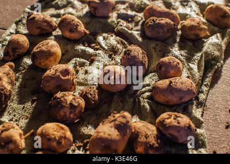 Dug up organic garden potatoes. Stock Photo