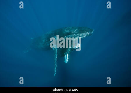 Humpback whales, mother and calf, Megaptera novaeangliae, Socorro, Revillagigedo islands, Mexico Stock Photo