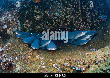 whitetip reef sharks rest in crevice, Triaenodon obesus, Roca Partida, Revillagigedo islands, Mexico Stock Photo