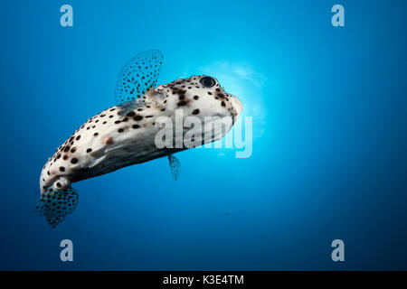 spot-fin porcupinefish, Diodon hystrix, Socorro, Revillagigedo islands, Mexico Stock Photo
