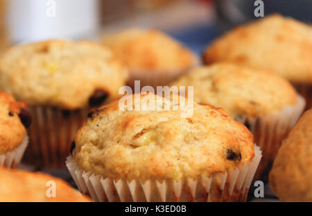 a close up photo of chocolate chip muffins fresh out of the oven wrapped in paper Stock Photo